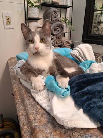 Found cat