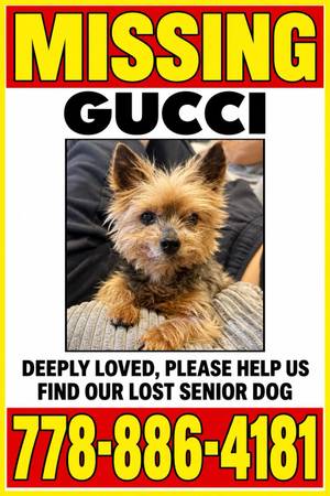 Lost Dog in Vancouver