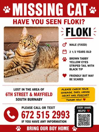 Lost cat