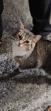 Found Cat in Surrey