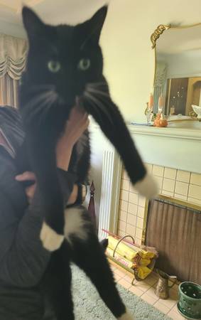 Found cat