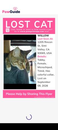 Lost Cat in Simi Valley