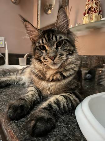 Lost Cat in Camarillo