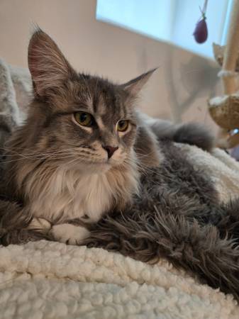 Lost Cat in Simi Valley