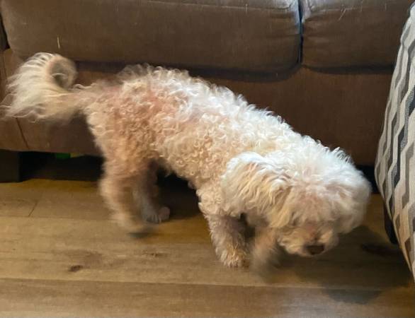 Found Dog in Ventura