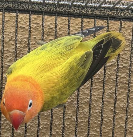 Lost bird