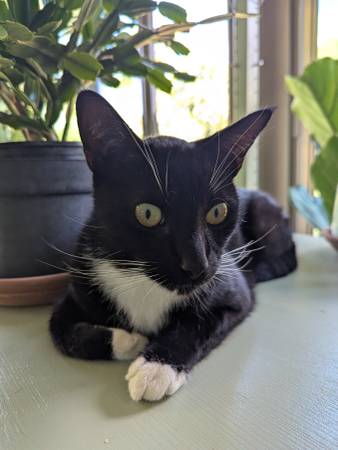 Found cat