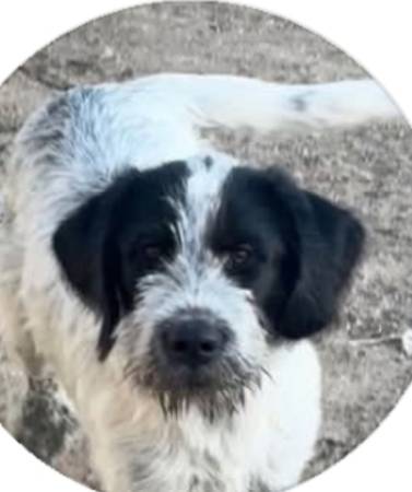Lost Dog in Santa Paula