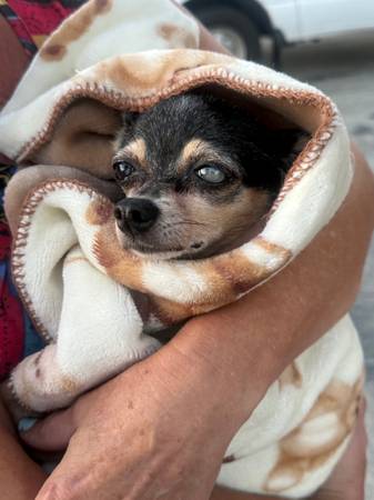 Lost dog
