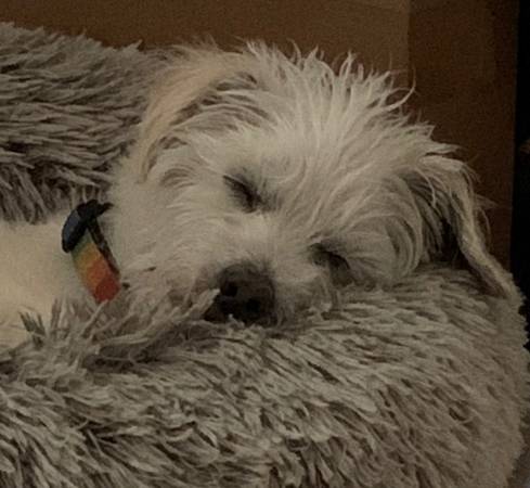 Lost Dog in Ventura
