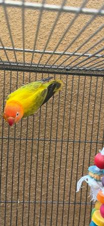 Lost bird