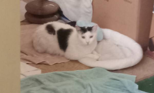 Lost Cat in Oxnard