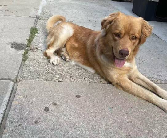 Lost Dog in Ventura
