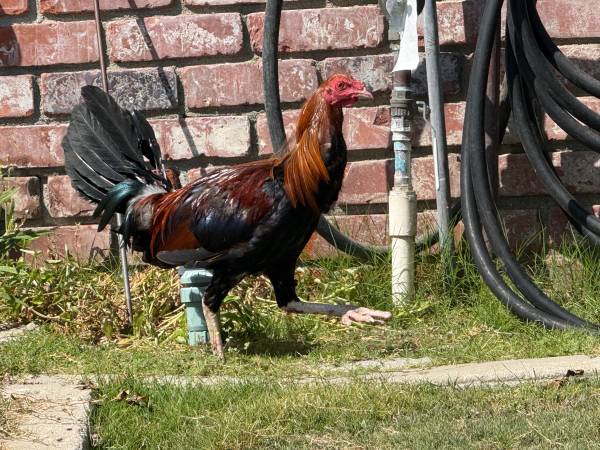 Found bird
