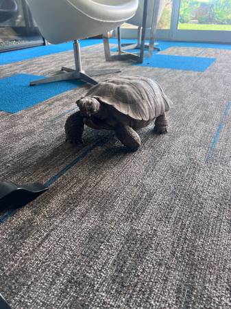 Lost Tortoise in Ventura