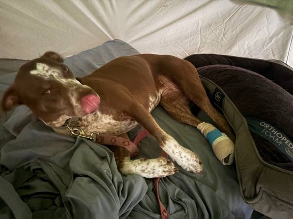 Lost Dog in Castleton