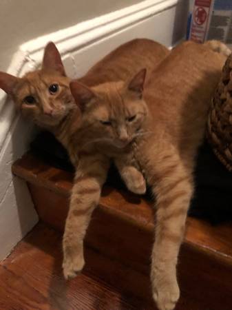 Lost Cat in Stowe