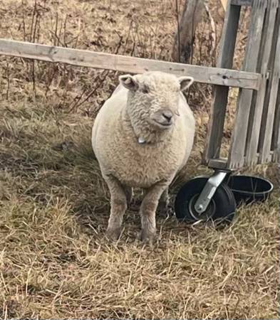 Lost sheep