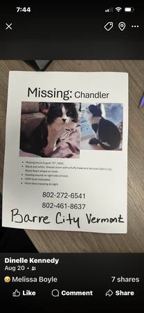 Lost Cat in Barre