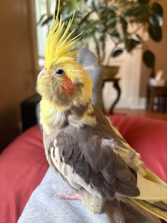 Lost Bird in Bellows Falls