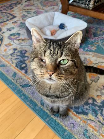 Lost Cat in Barre