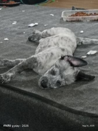 Lost Dog in Bloomington