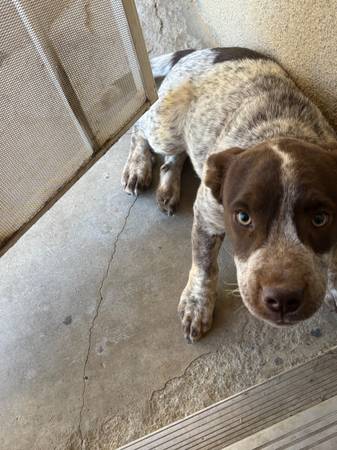 Found Dog in Visalia