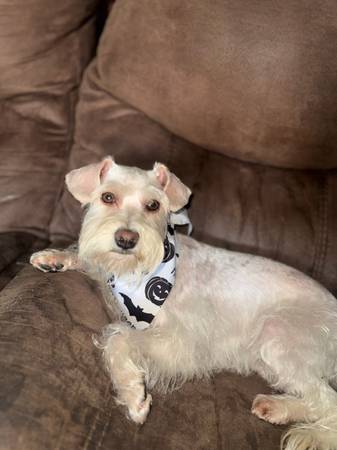 Lost Dog in Tulare