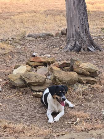 Found Dog in Aquilla