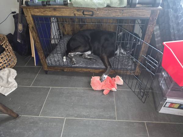 Found dog