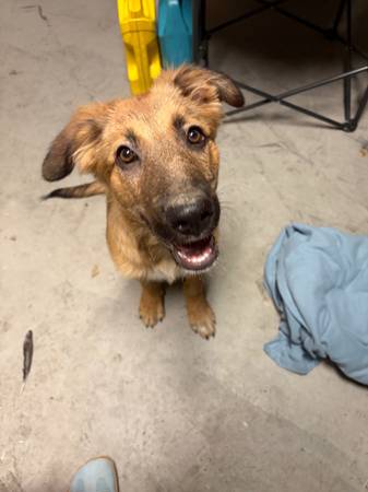 Found Dog in Cameron Park