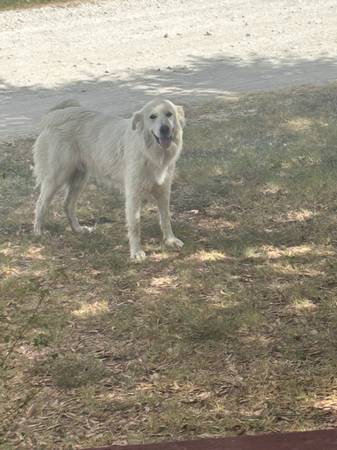 Found Dog in Hill County