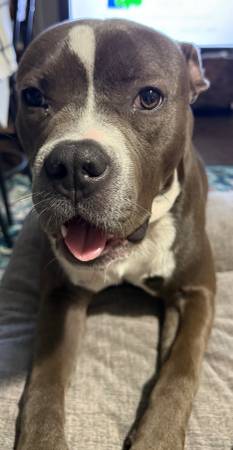 Lost Dog in Groesbeck