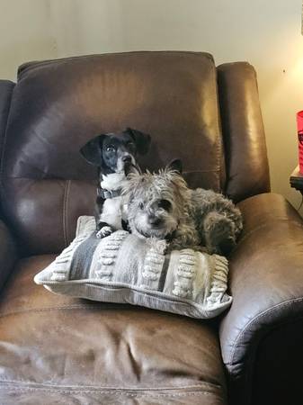 Lost Dog in Waco