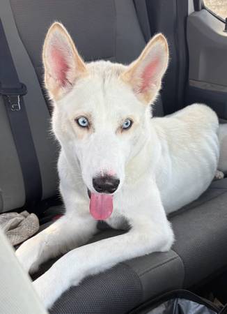 Lost Dog in Rosebud