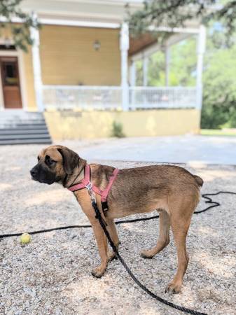Found Dog in Waco