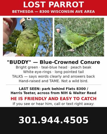 Lost Bird in Bethesda