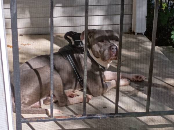 Found Dog in Lanham