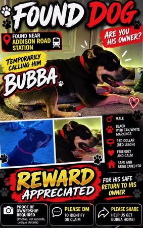 Found dog