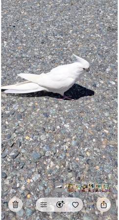 Lost Bird in Gaithersburg