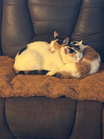 Lost Cat in Brownville