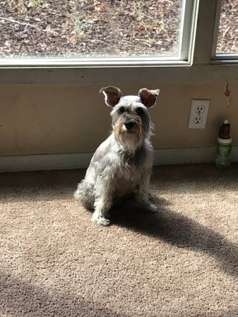 Lost Dog in East Wenatchee