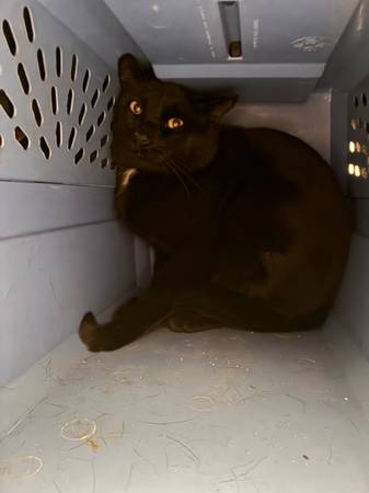 Found Cat in Cashmere