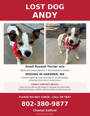 Lost dog