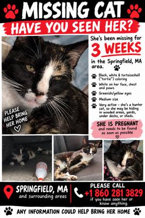 Lost Cat in Springfield