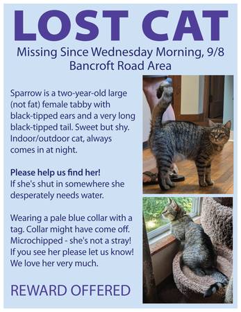 Lost Cat in Northampton