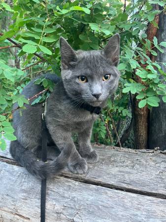 Lost Cat in Moab