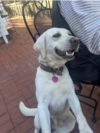 Lost Dog in Wichita