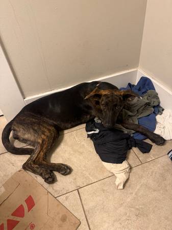 Found Dog in Wichita