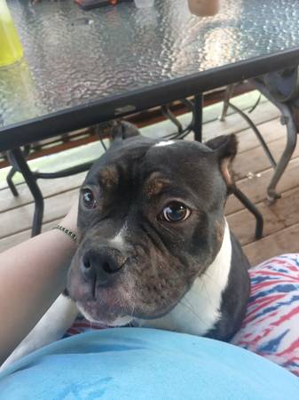 Lost Dog in Benton